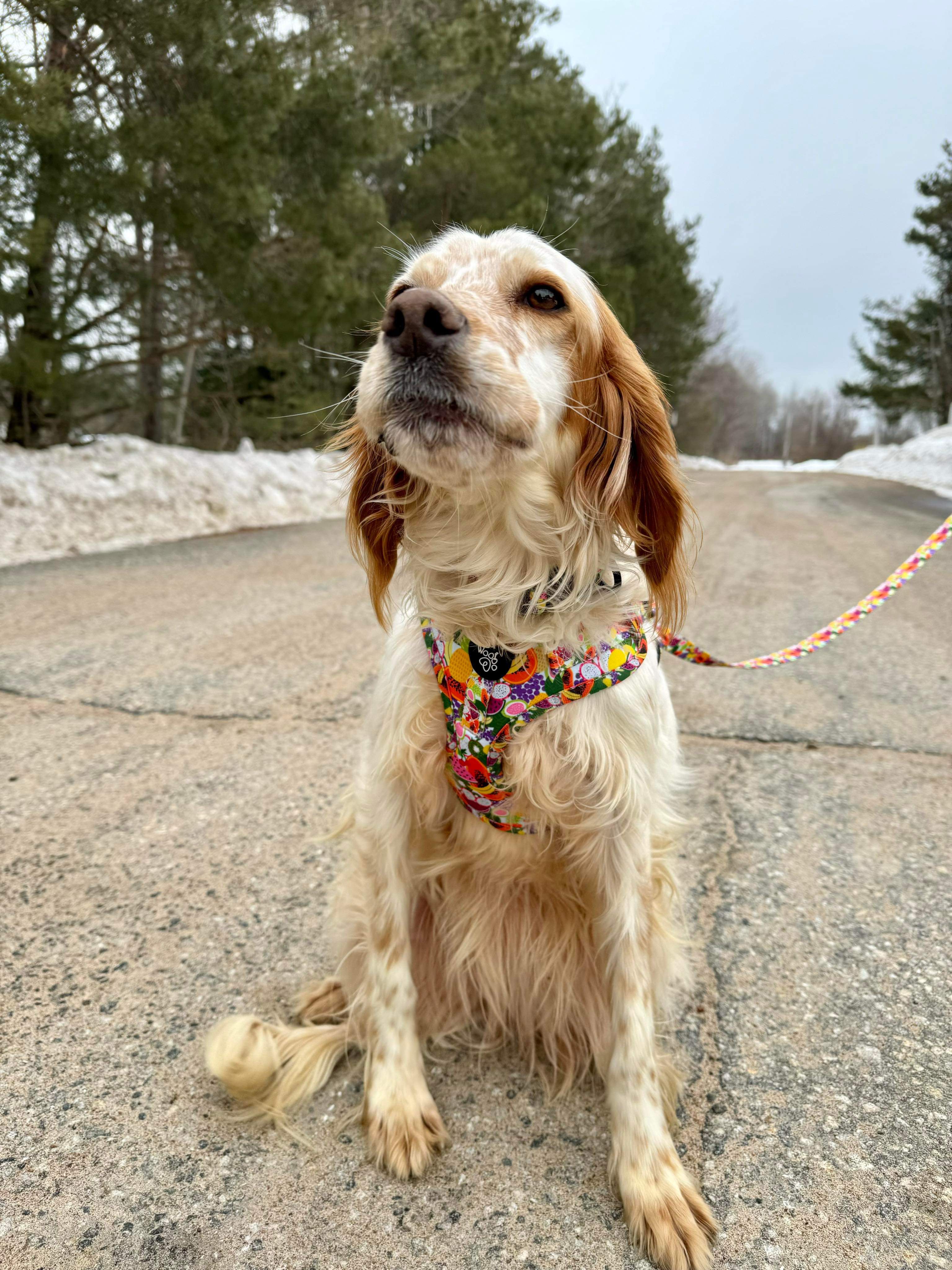 *ADOPTED* <br> Anita