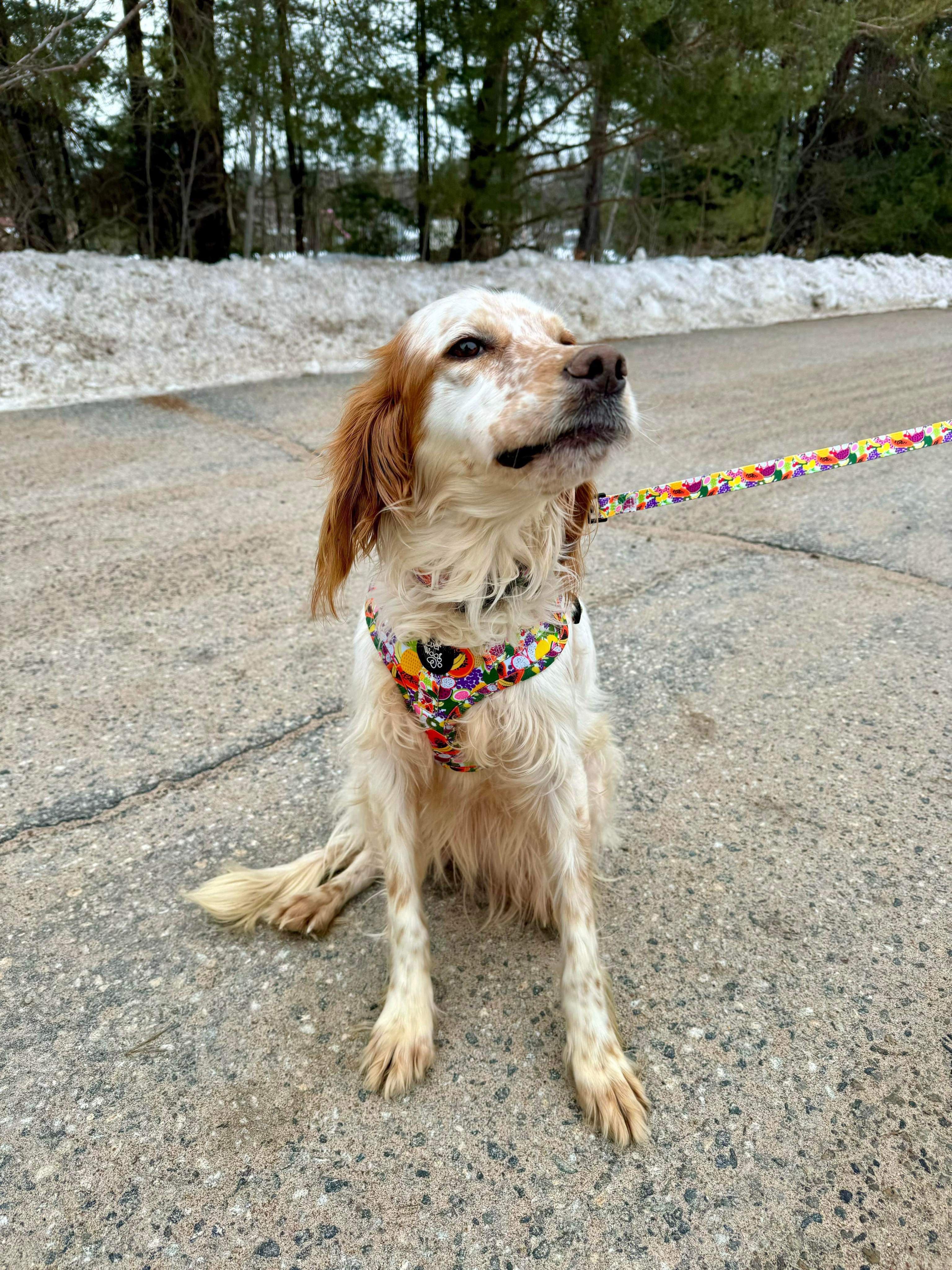 *ADOPTED* <br> Anita