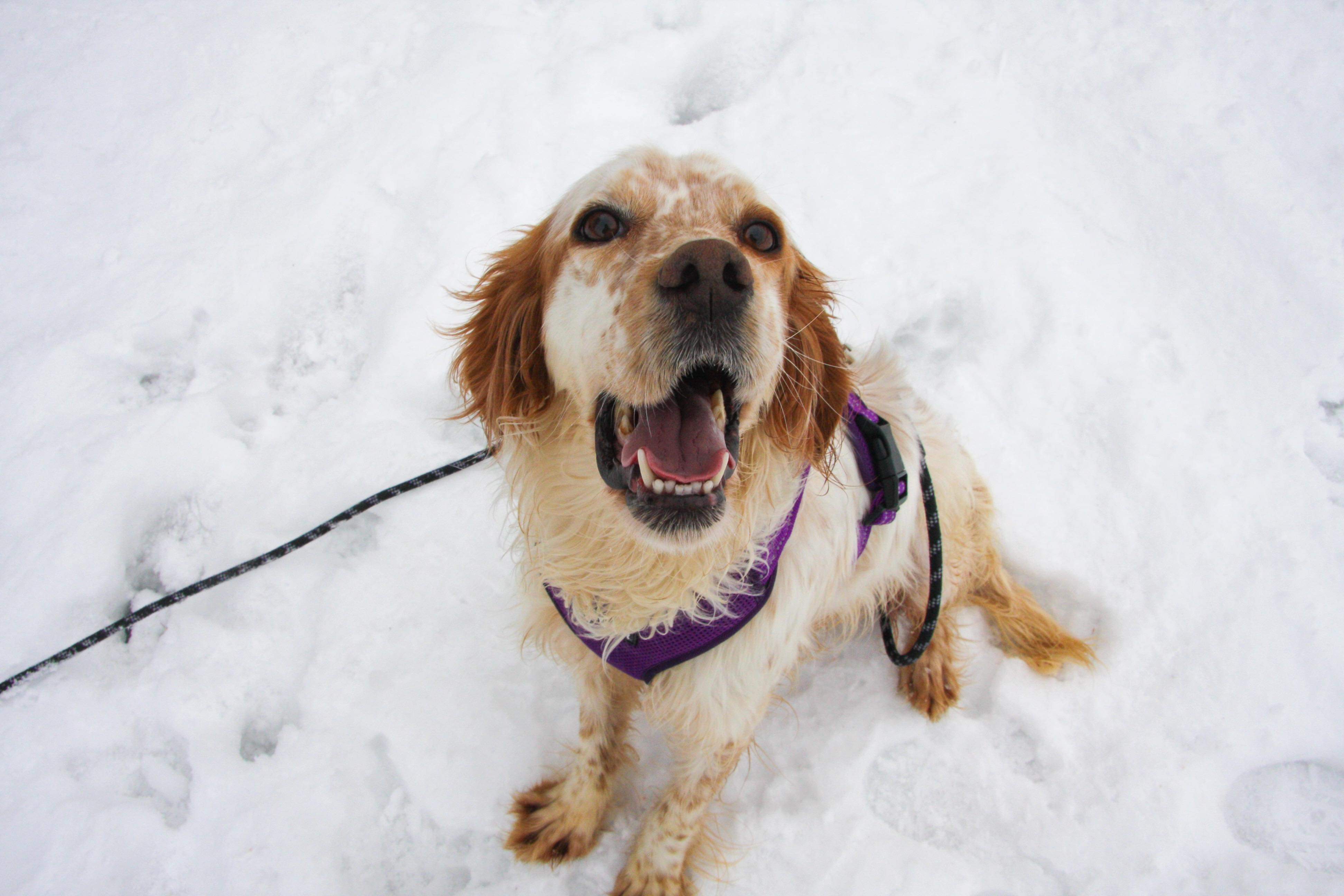 *ADOPTED* <br> Anita