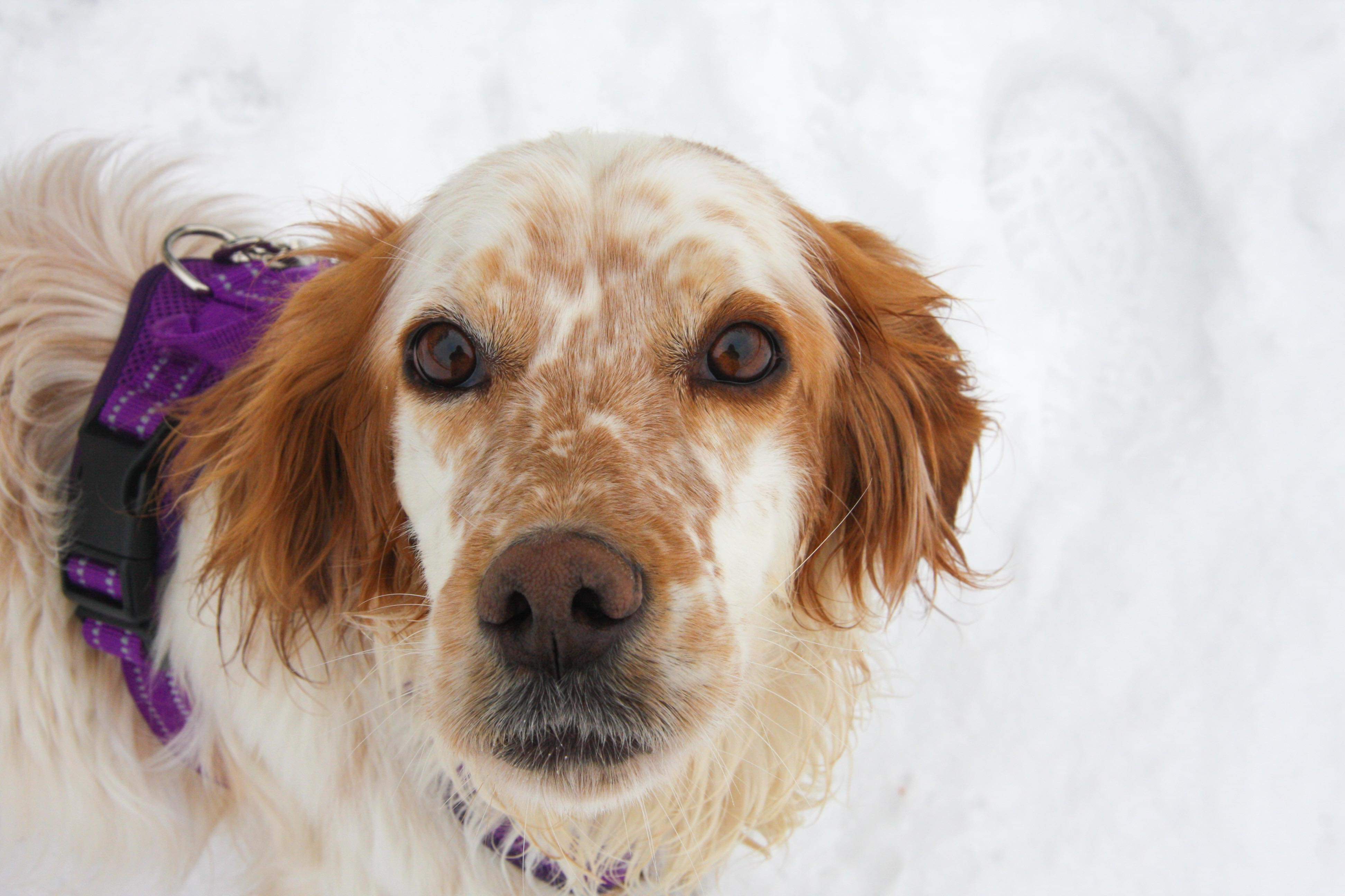 *ADOPTED* <br> Anita