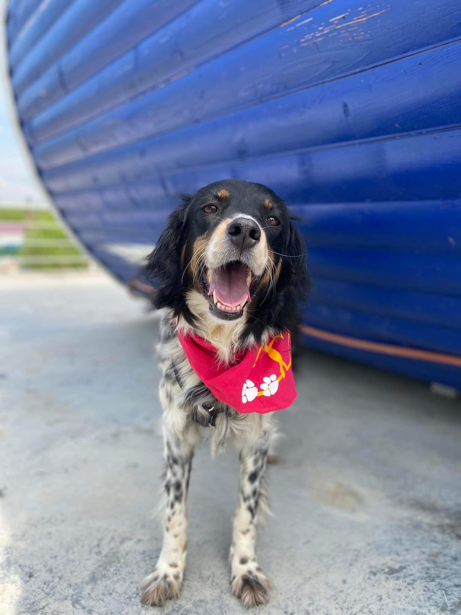 *ADOPTED* <br> Fitzy