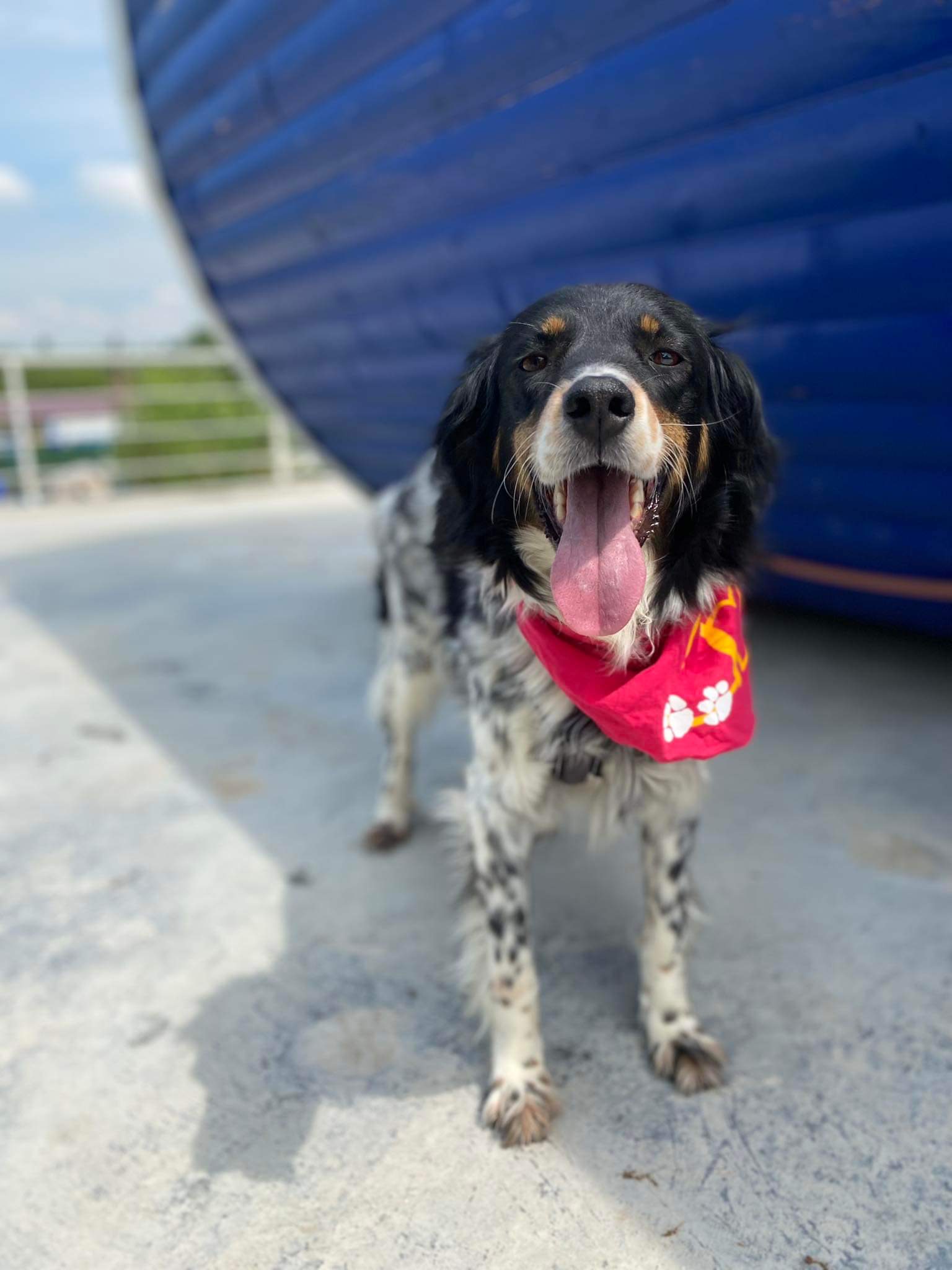 *ADOPTED* <br> Fitzy