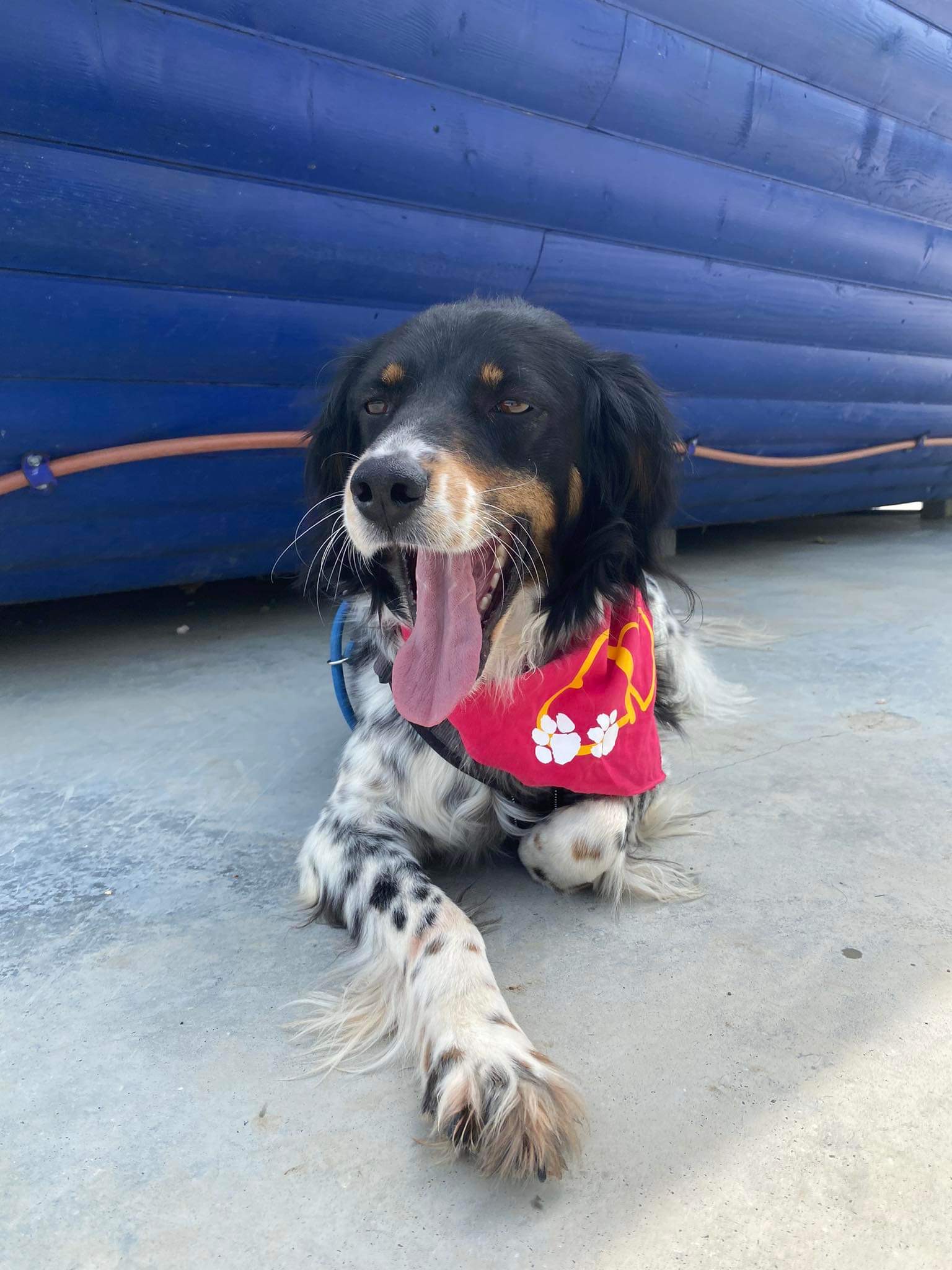 *ADOPTED* <br> Fitzy