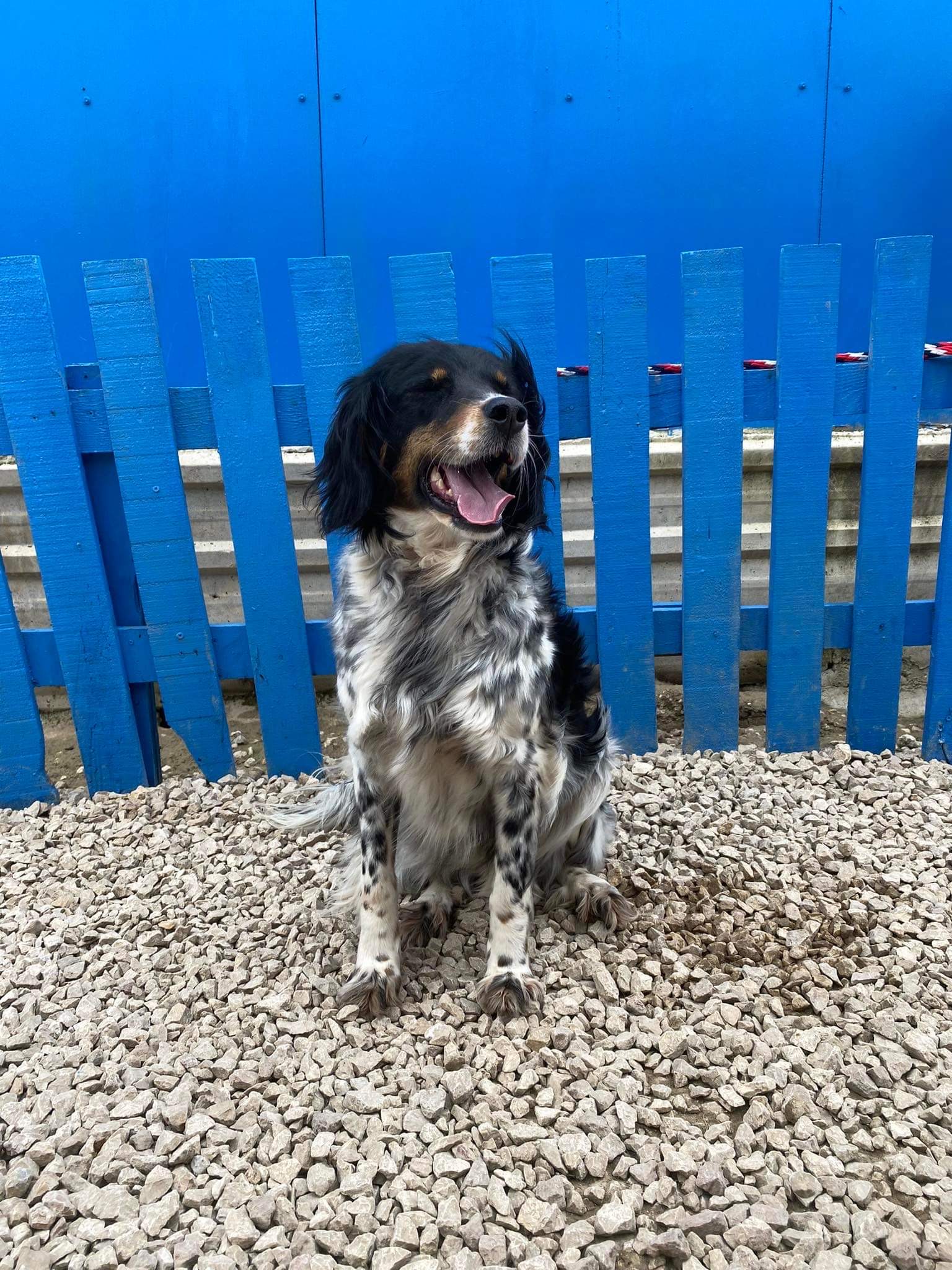 *ADOPTED* <br> Fitzy
