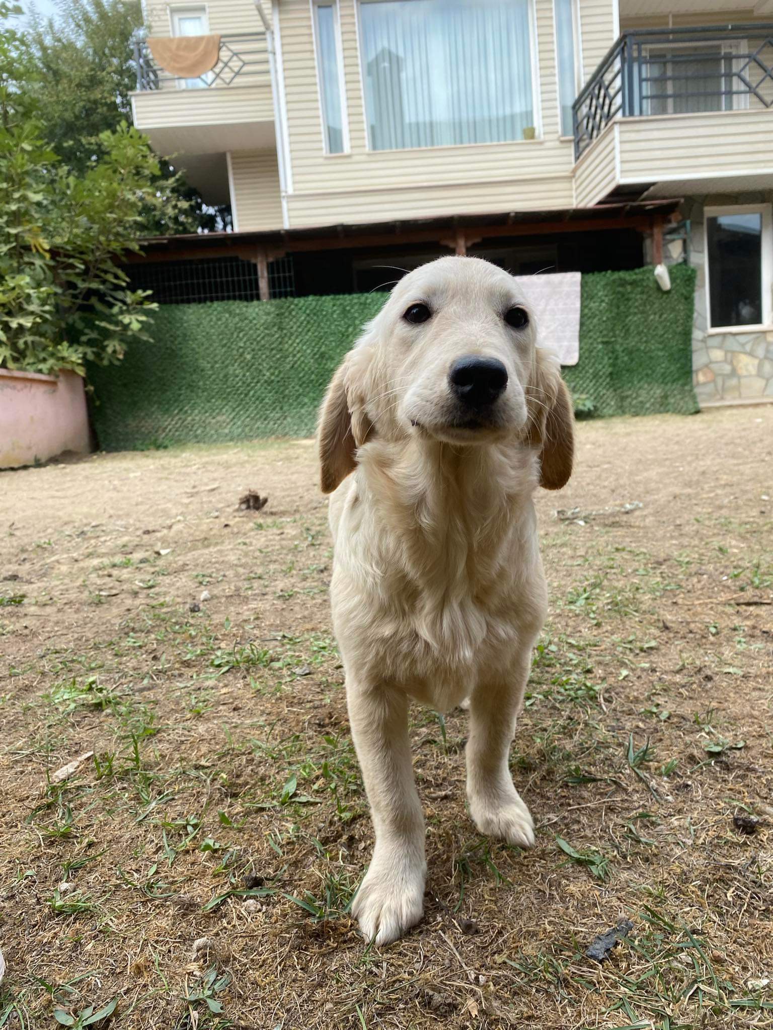 *ADOPTED* <br> Felicity