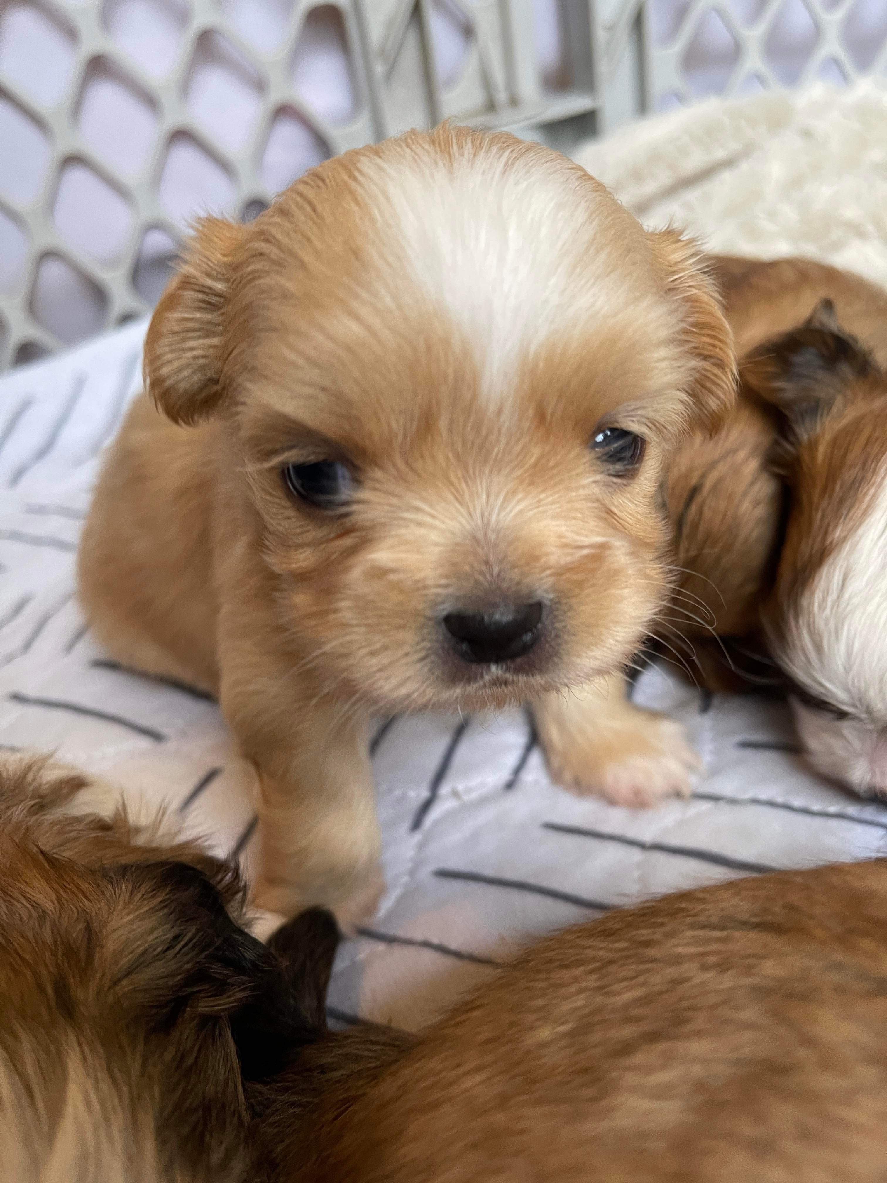 *ADOPTED* <br> Cashew