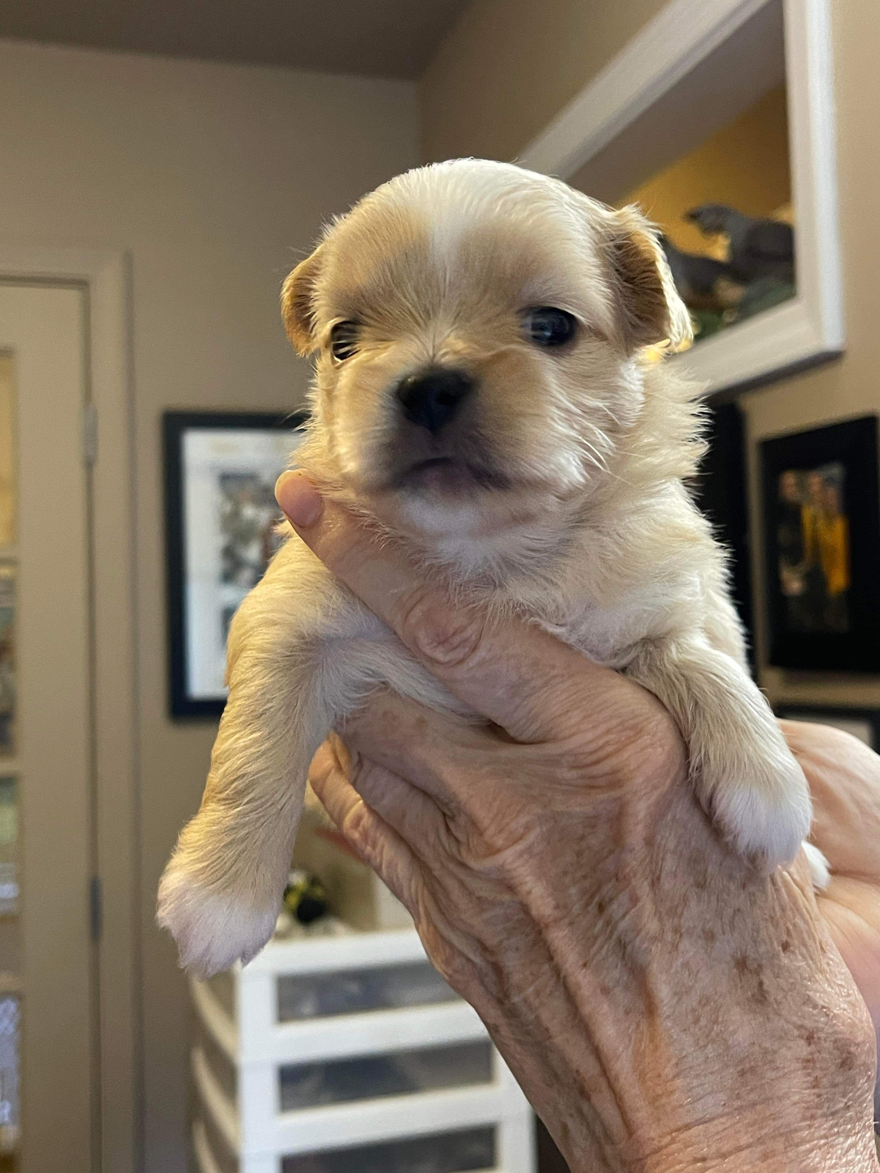 *ADOPTED* <br> Cashew