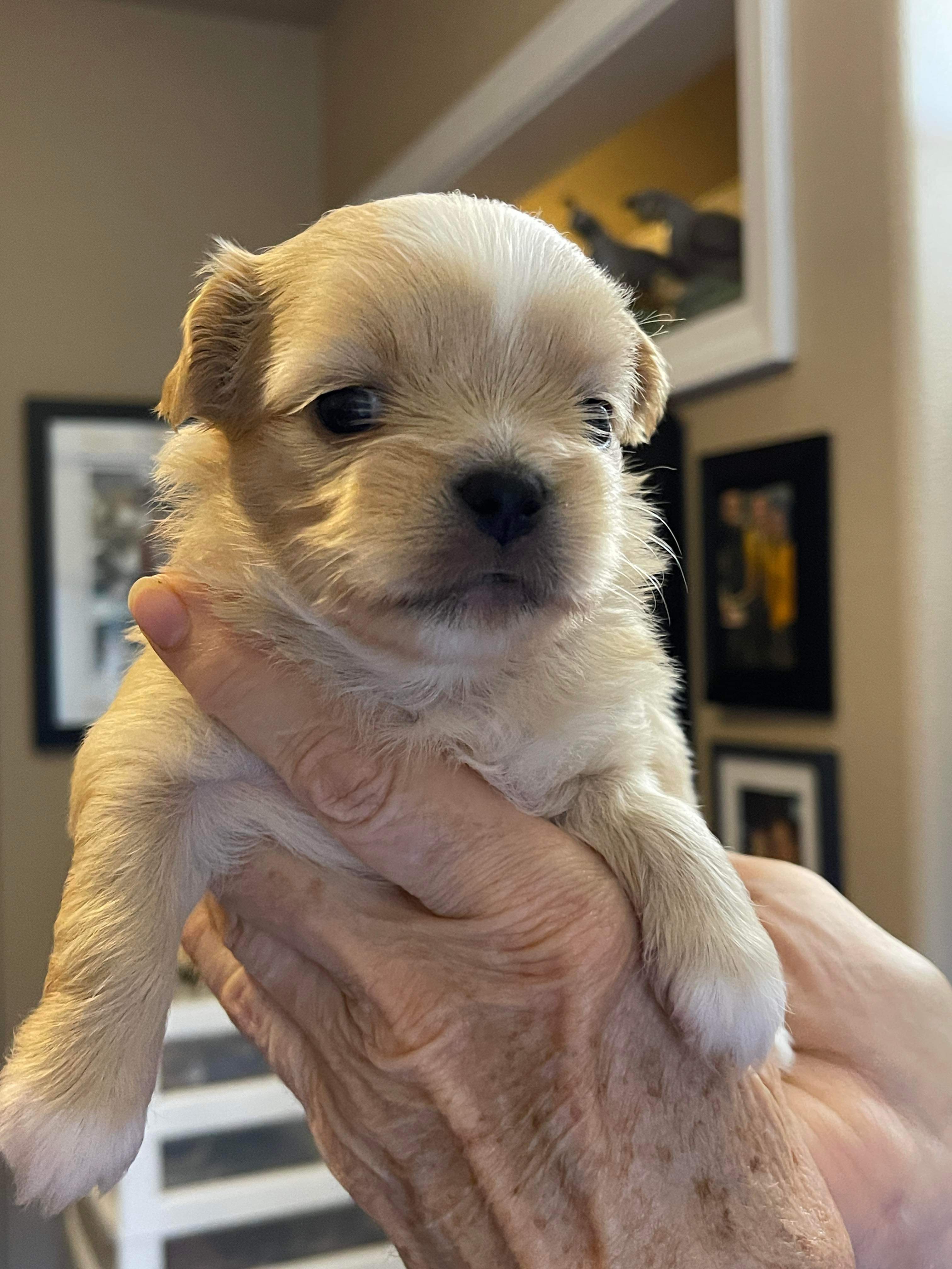 *ADOPTED* <br> Cashew