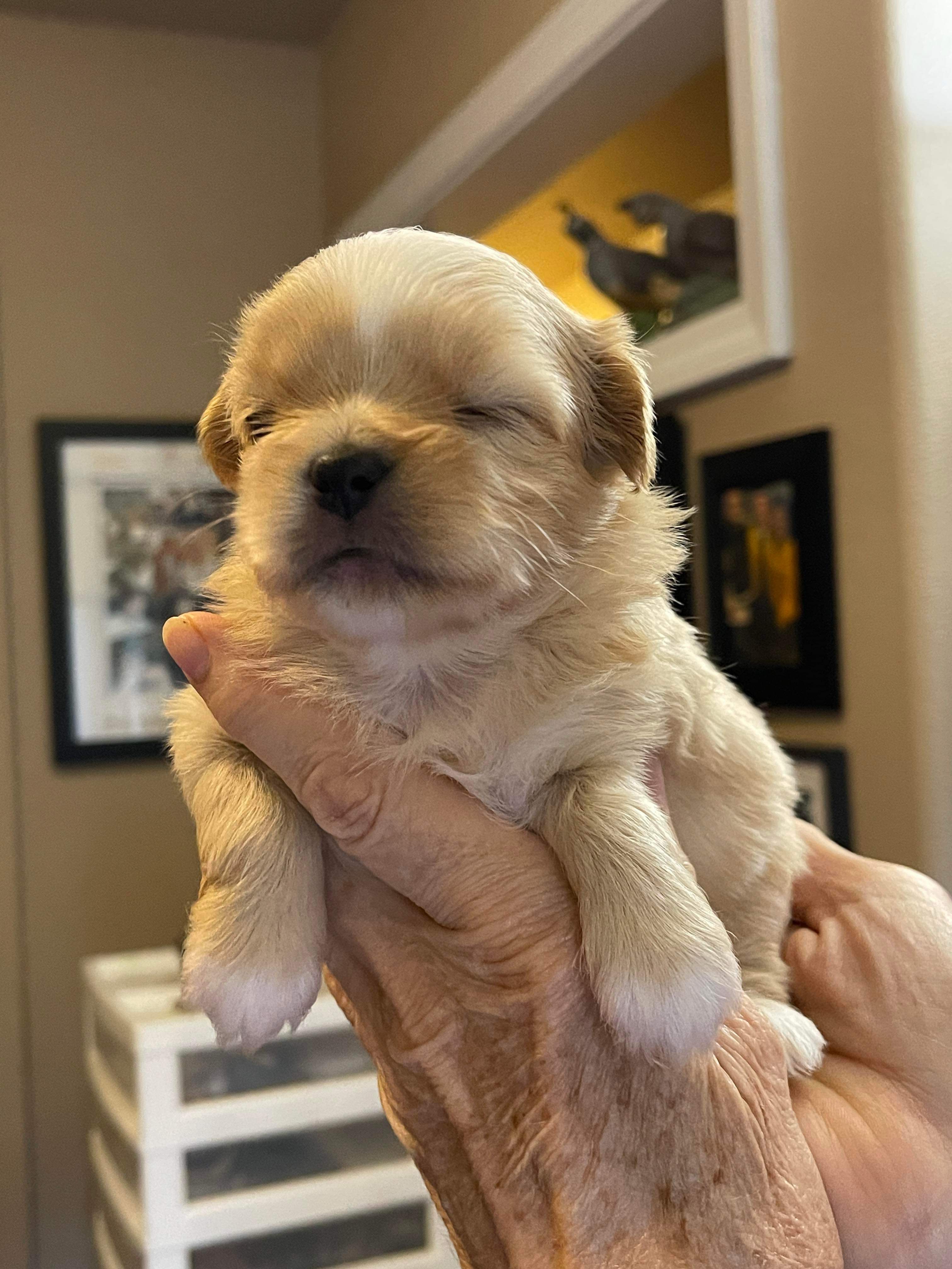 *ADOPTED* <br> Cashew