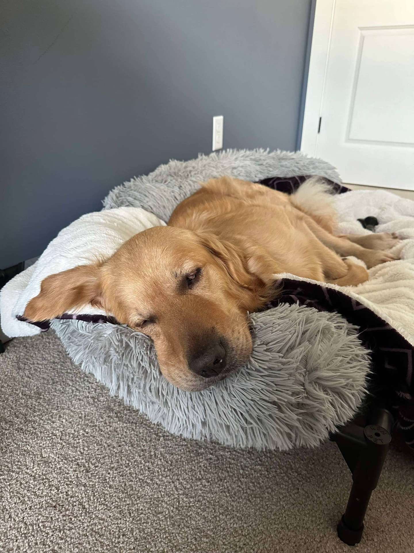 *ADOPTED* <br> Legend  