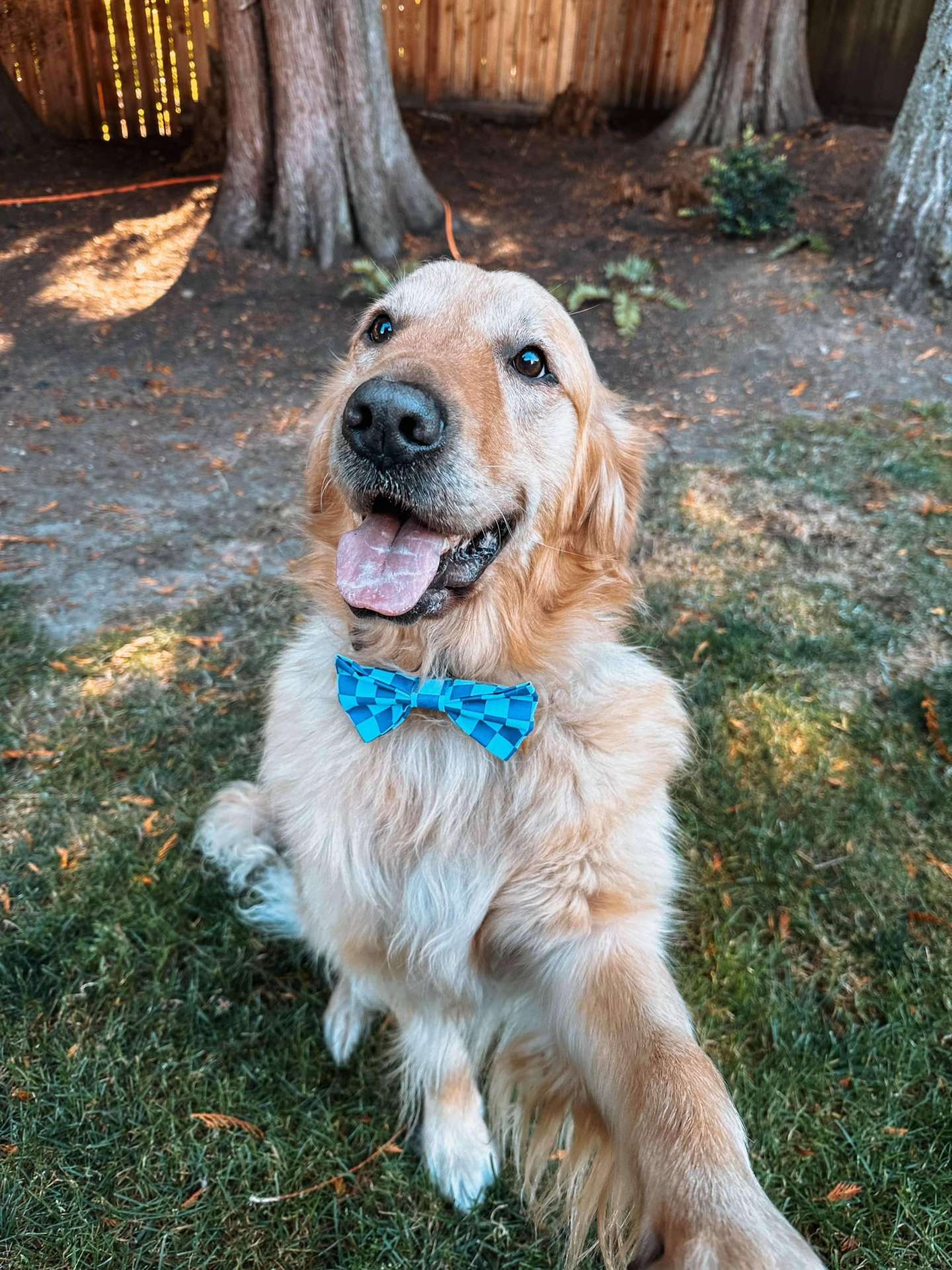 *ADOPTED* <br> Legend  