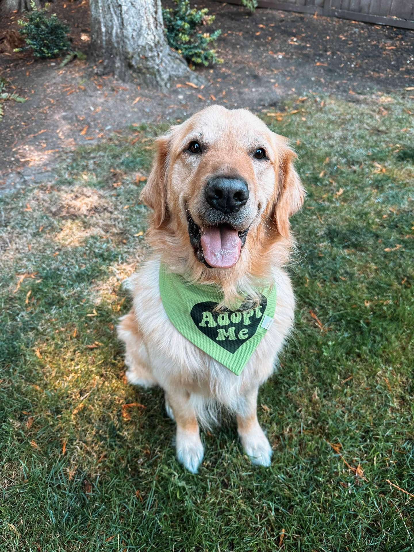 *ADOPTED* <br> Legend  