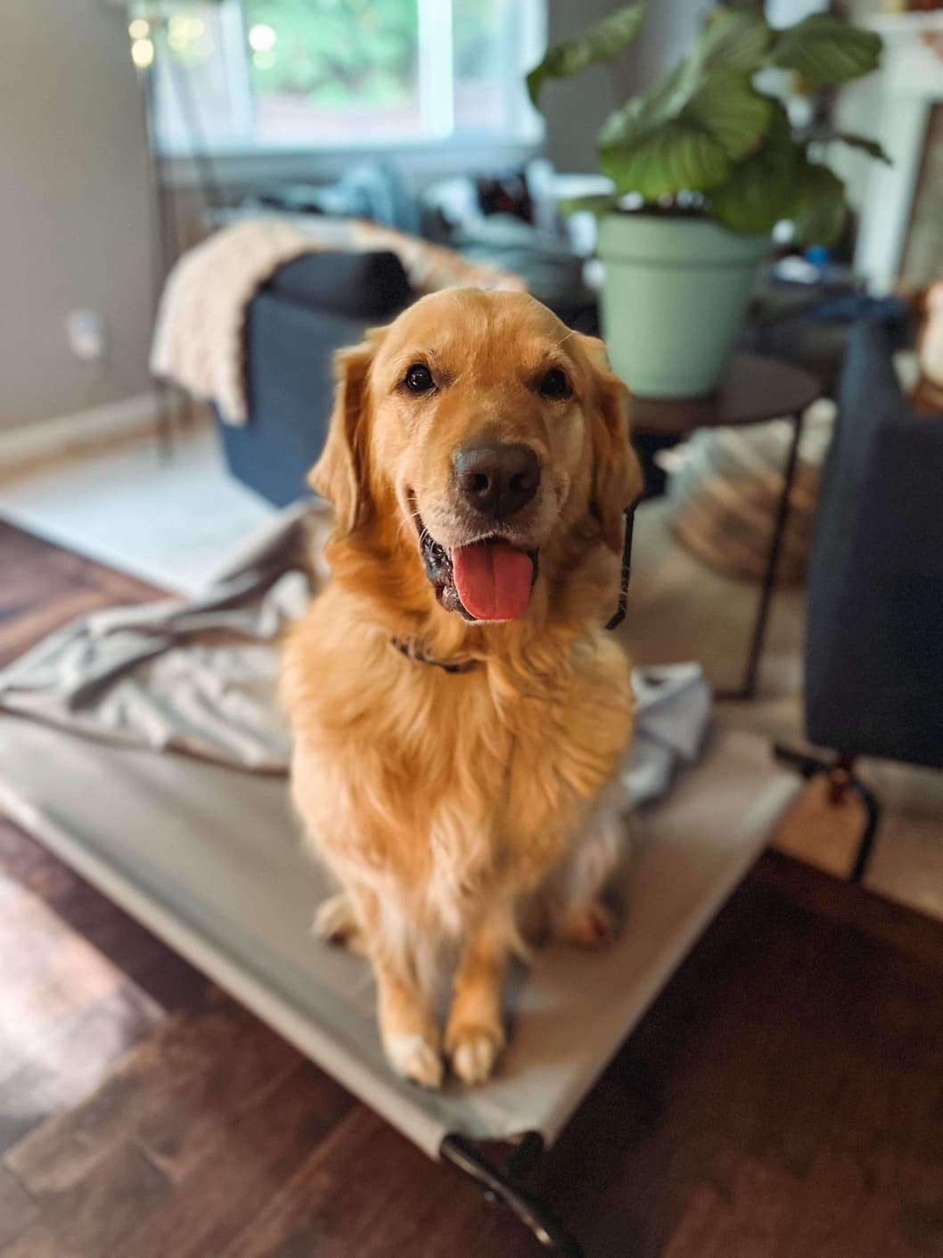 *ADOPTED* <br> Legend  
