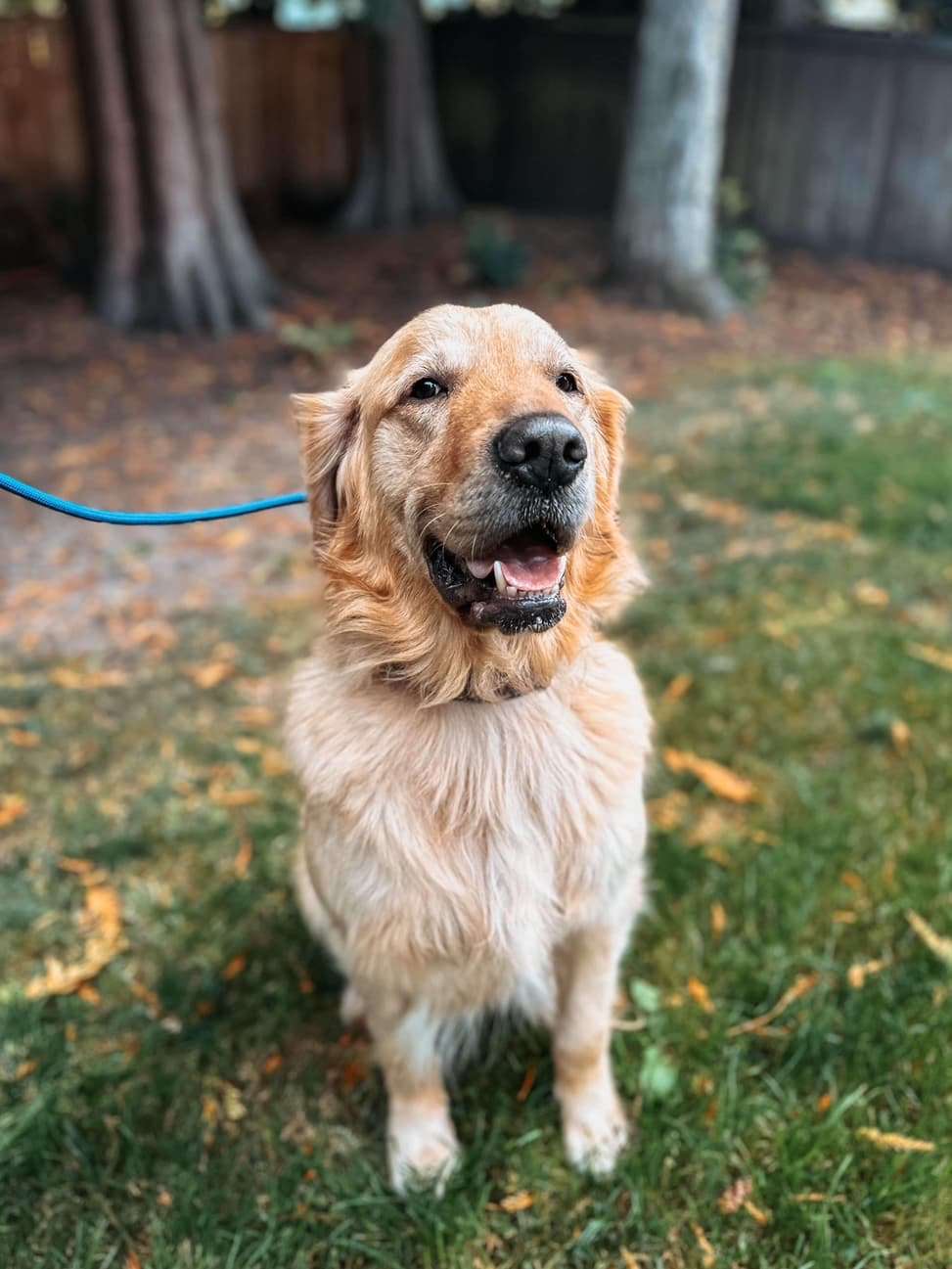 *ADOPTED* <br> Legend  