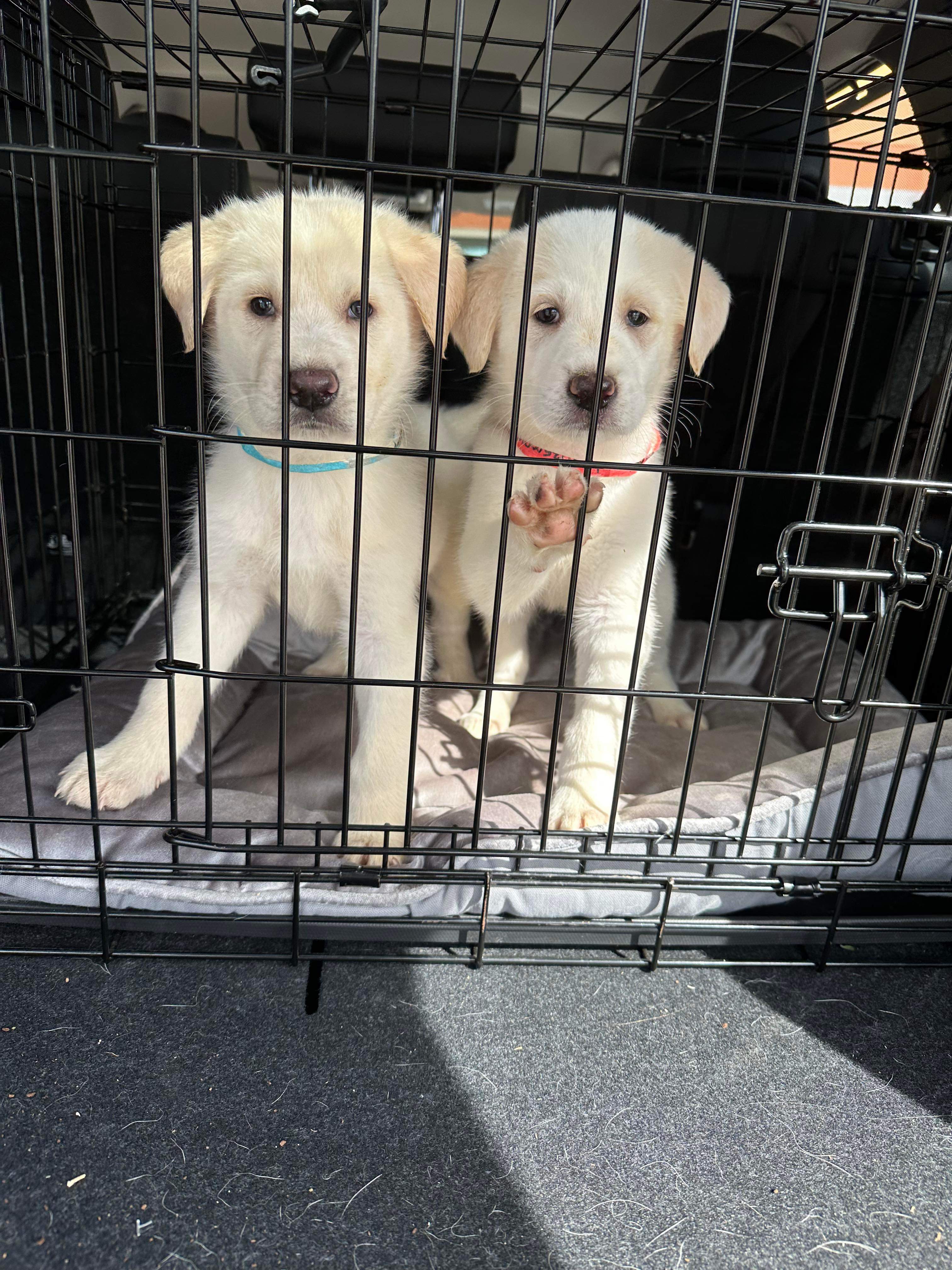 *ADOPTED* <br> Hickory