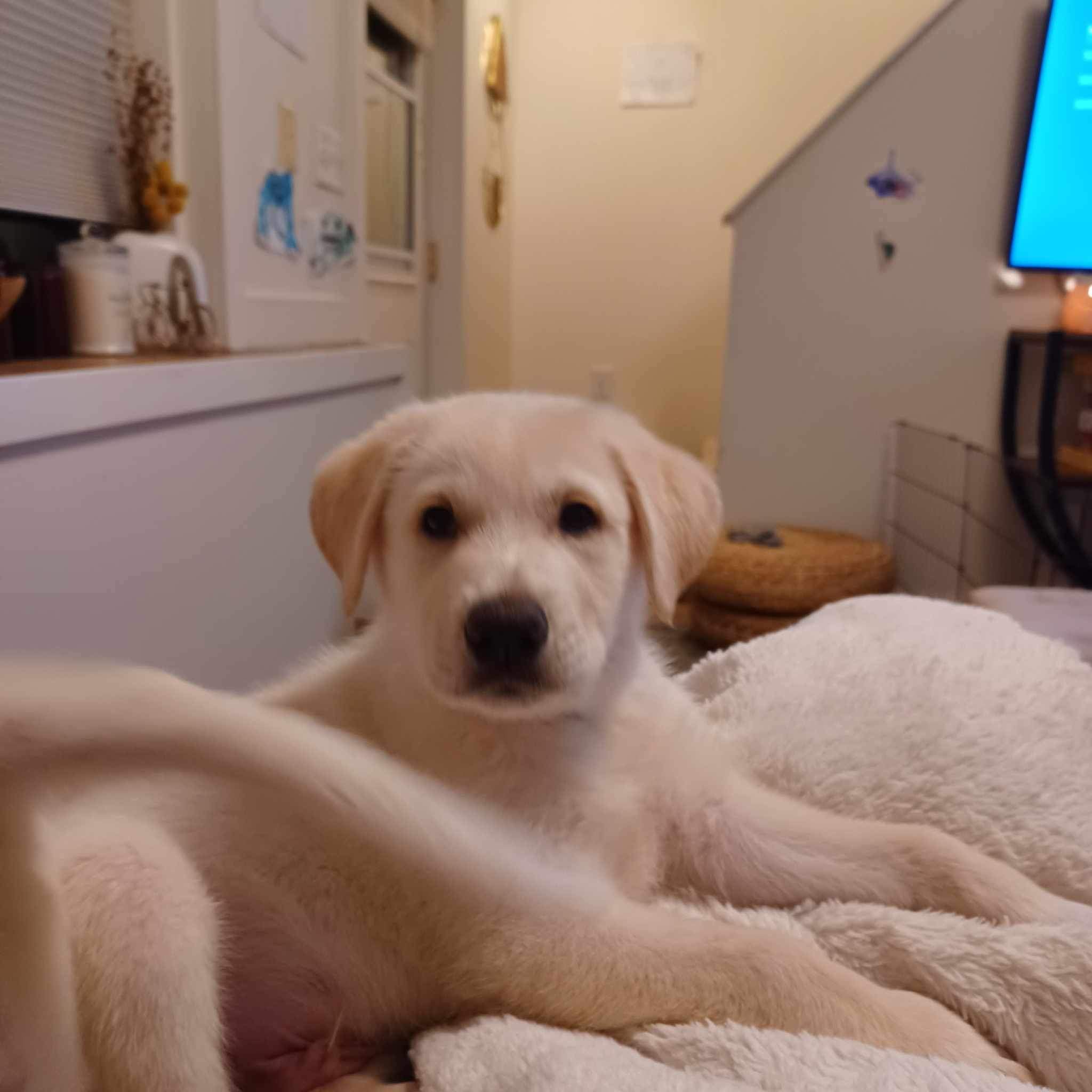 *ADOPTED* <br> Hickory