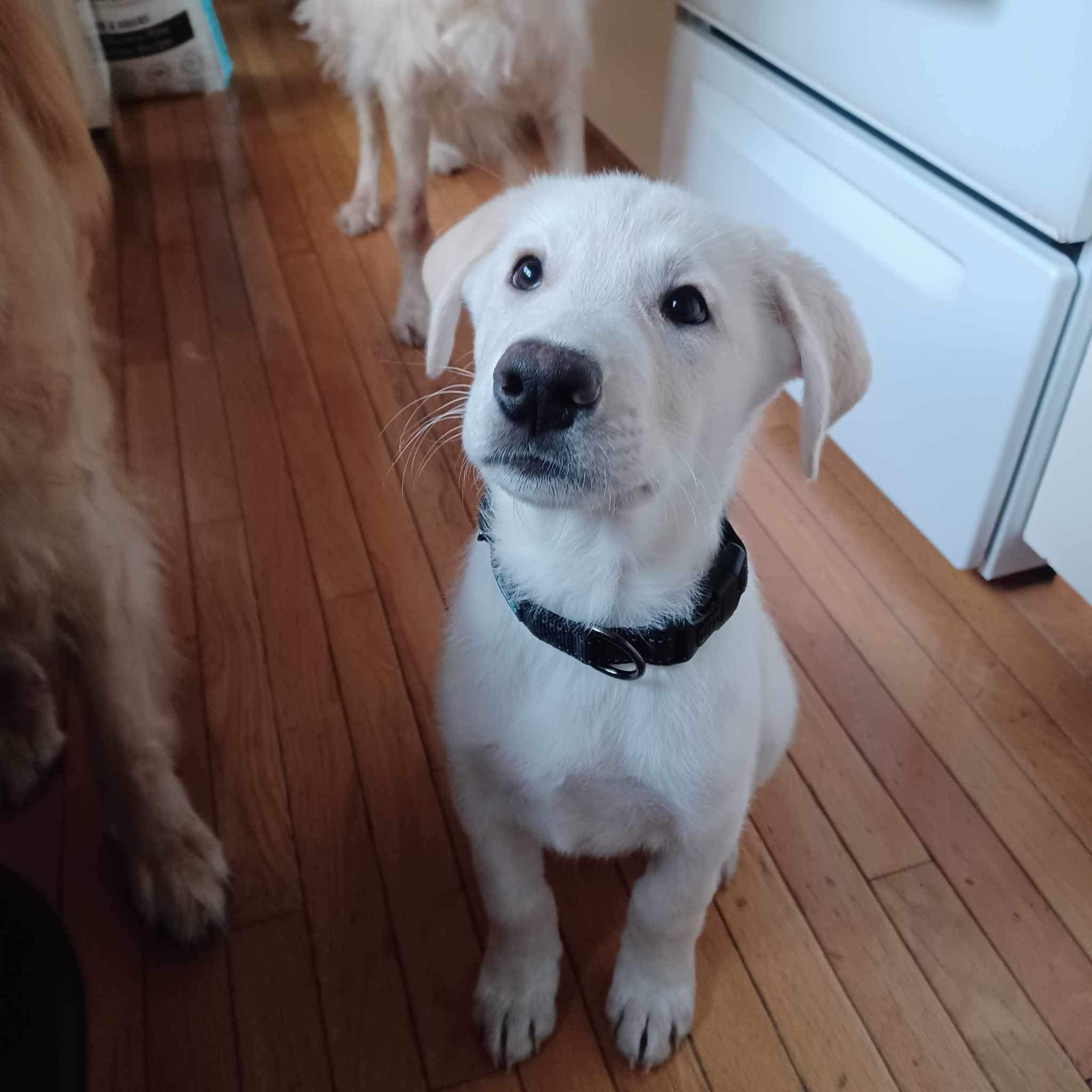 *ADOPTED* <br> Hickory