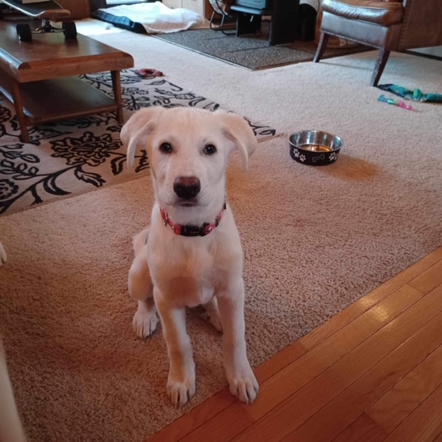 *ADOPTED* <br> Hickory