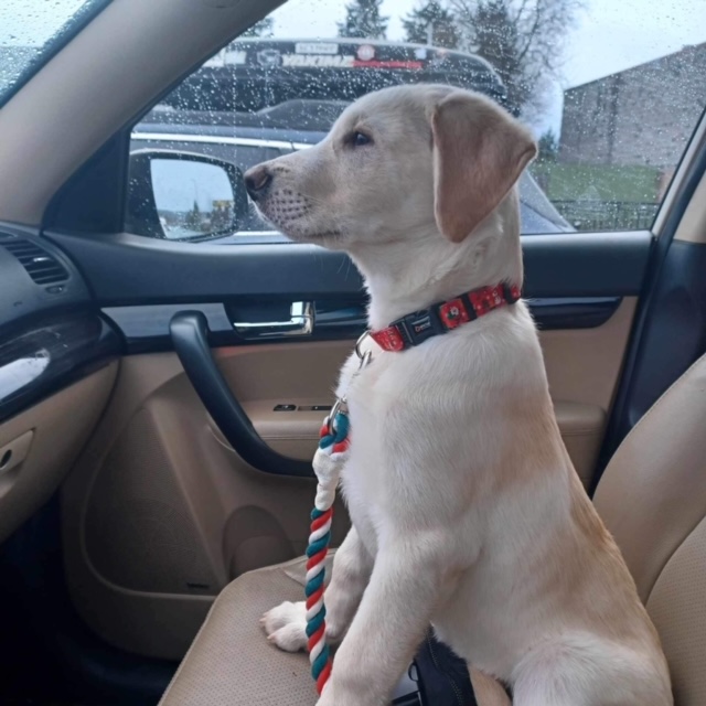 *ADOPTED* <br> Hickory