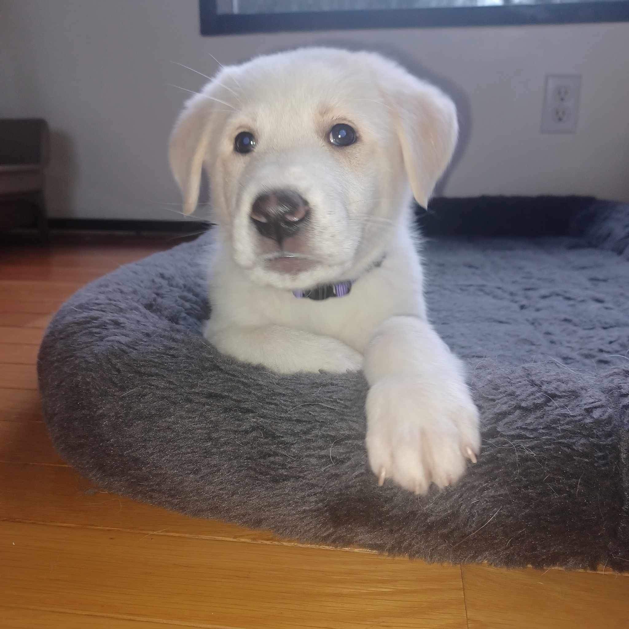 *ADOPTED* <br> Apple