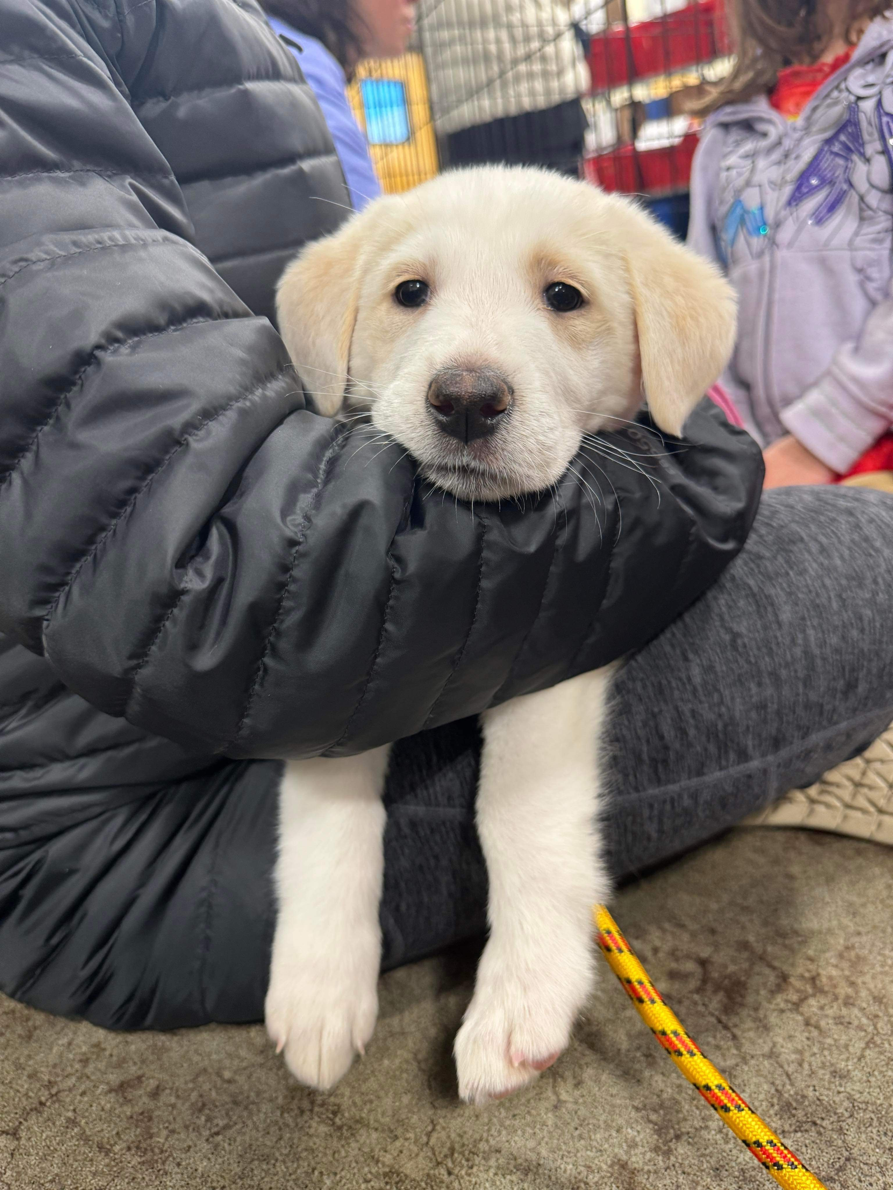 *ADOPTED* <br> Apple