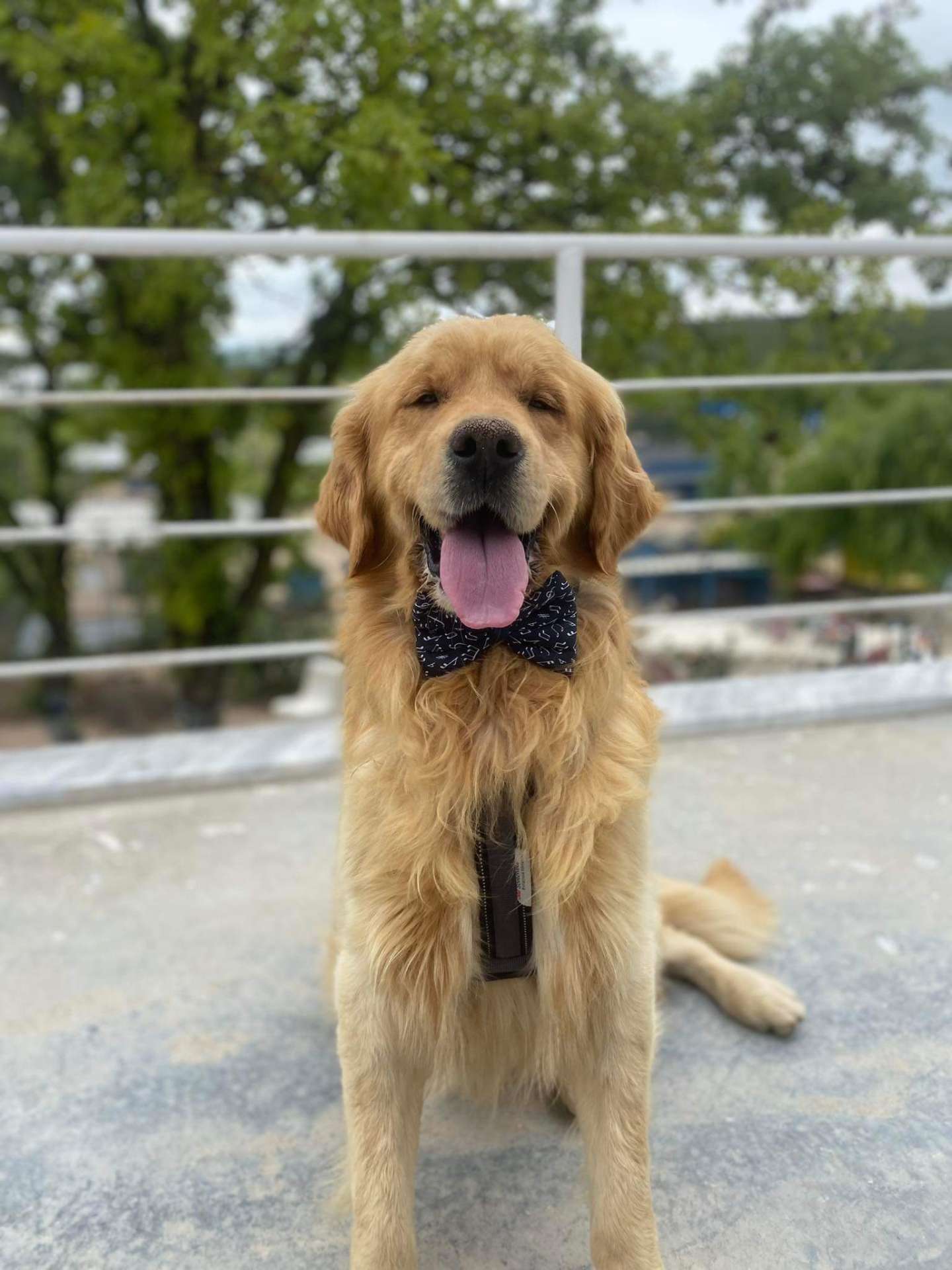 *ADOPTED* <br> Alexander 