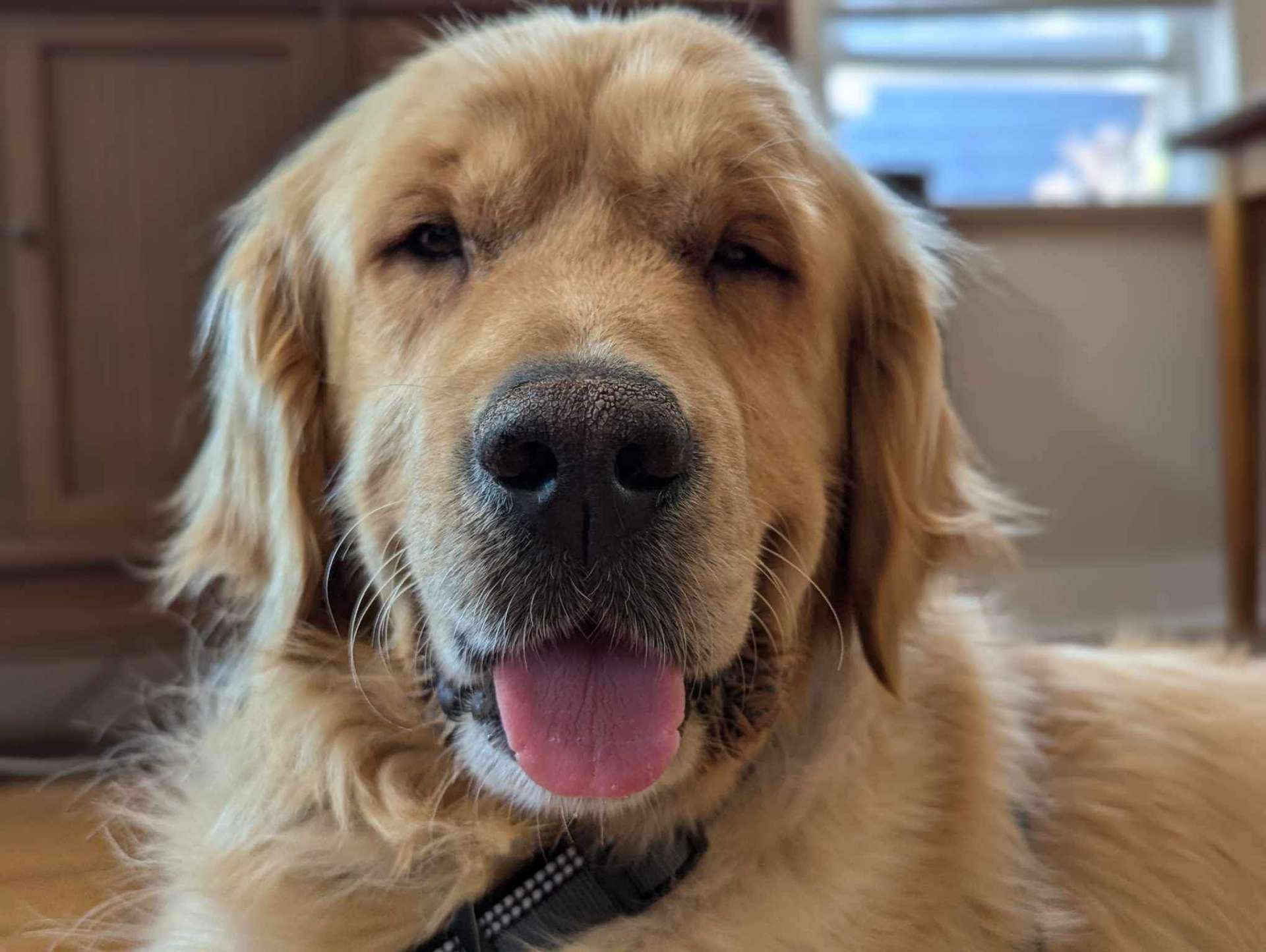 *ADOPTED* <br> Alexander 