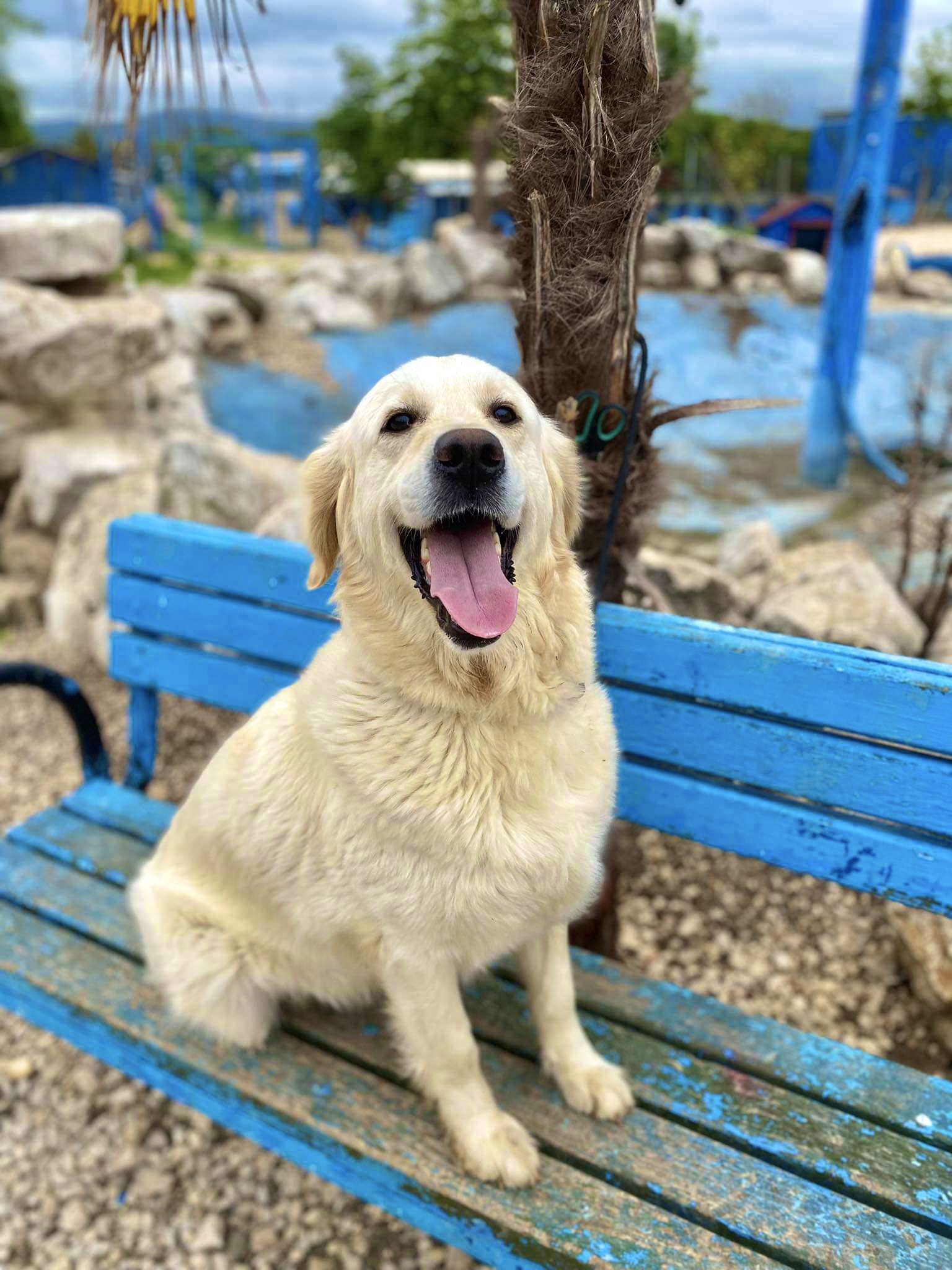 *ADOPTED* <br> Carolina  
