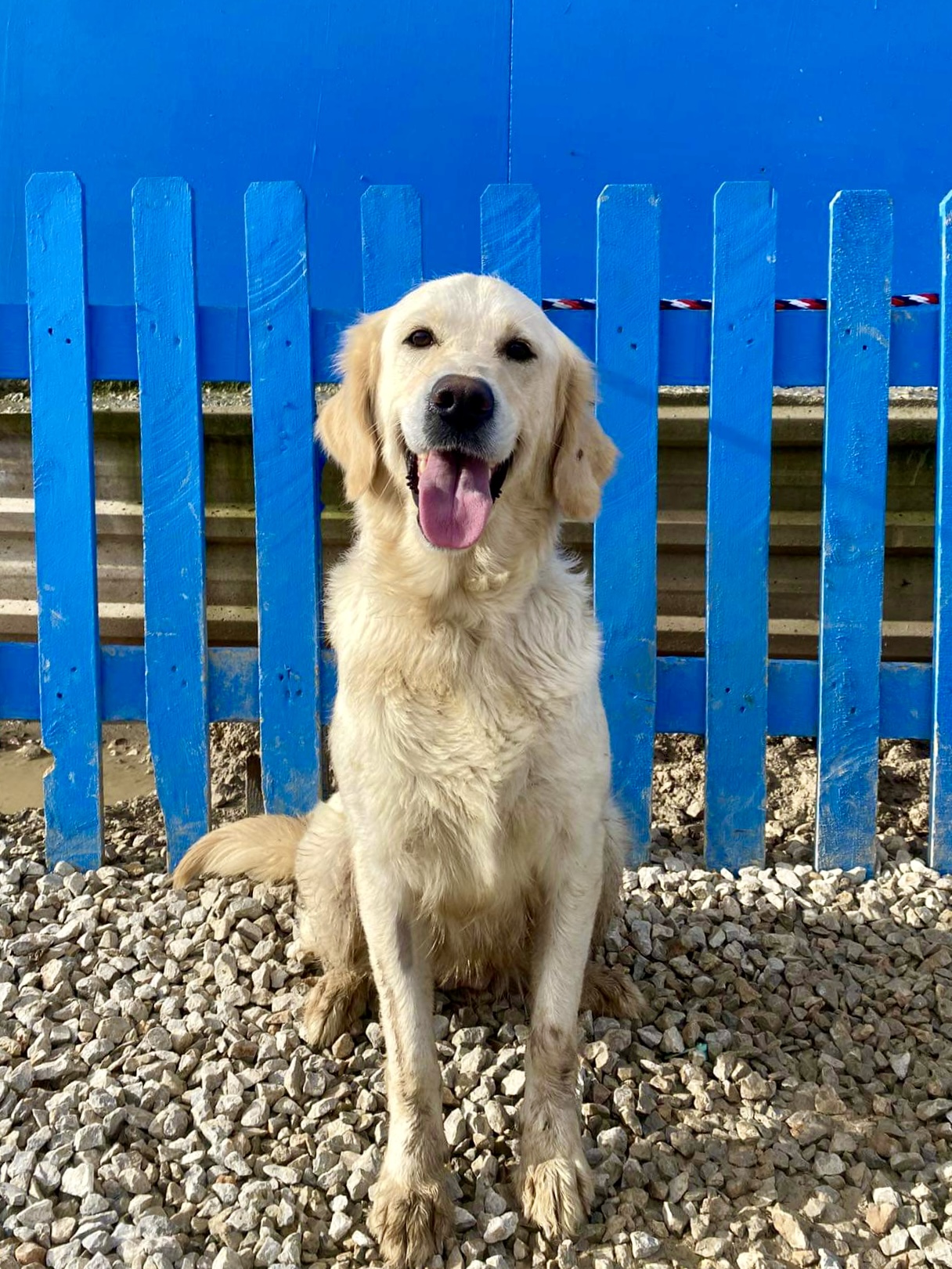 *ADOPTED* <br> Carolina  