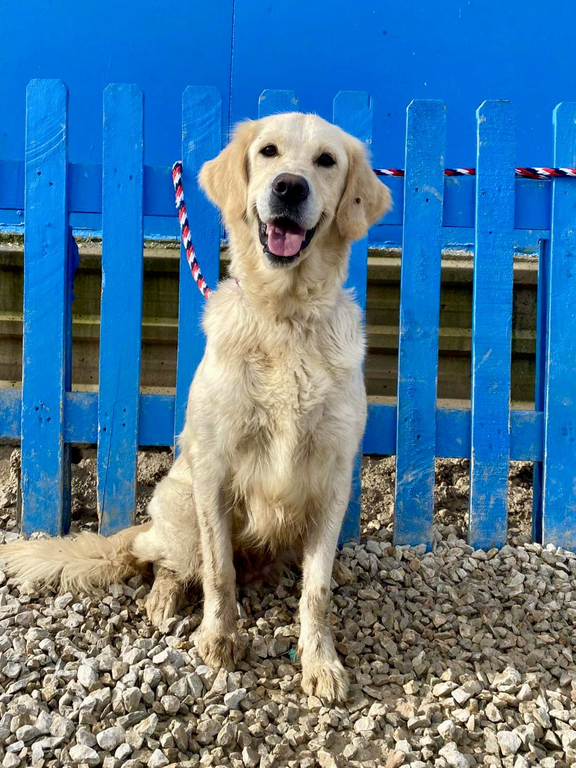 *ADOPTED* <br> Carolina  