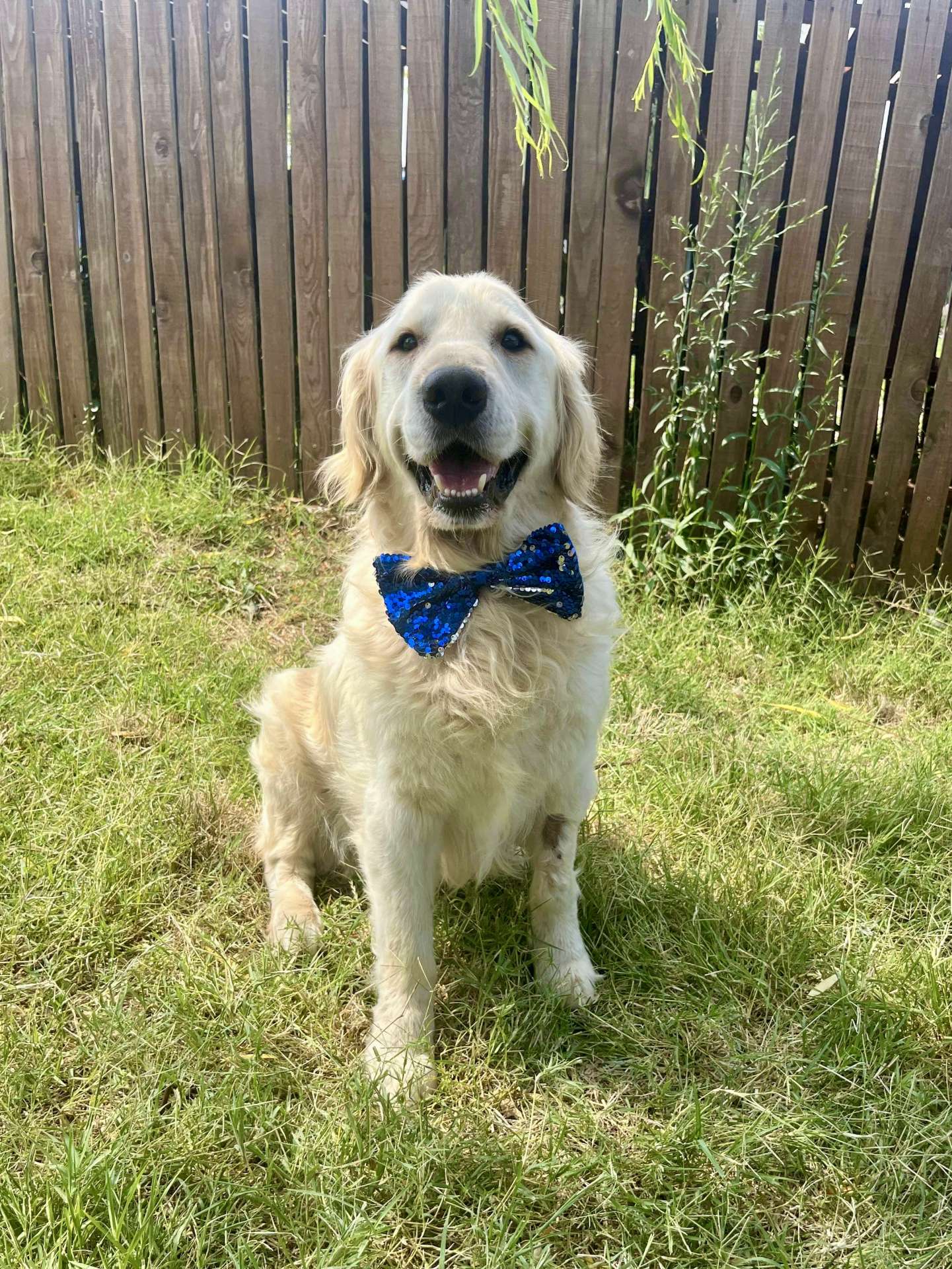 Cooper 