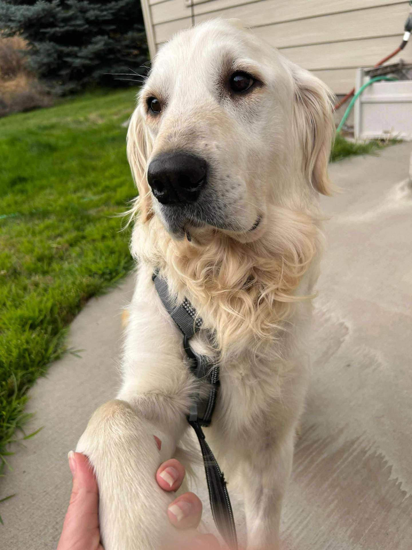 Cooper 