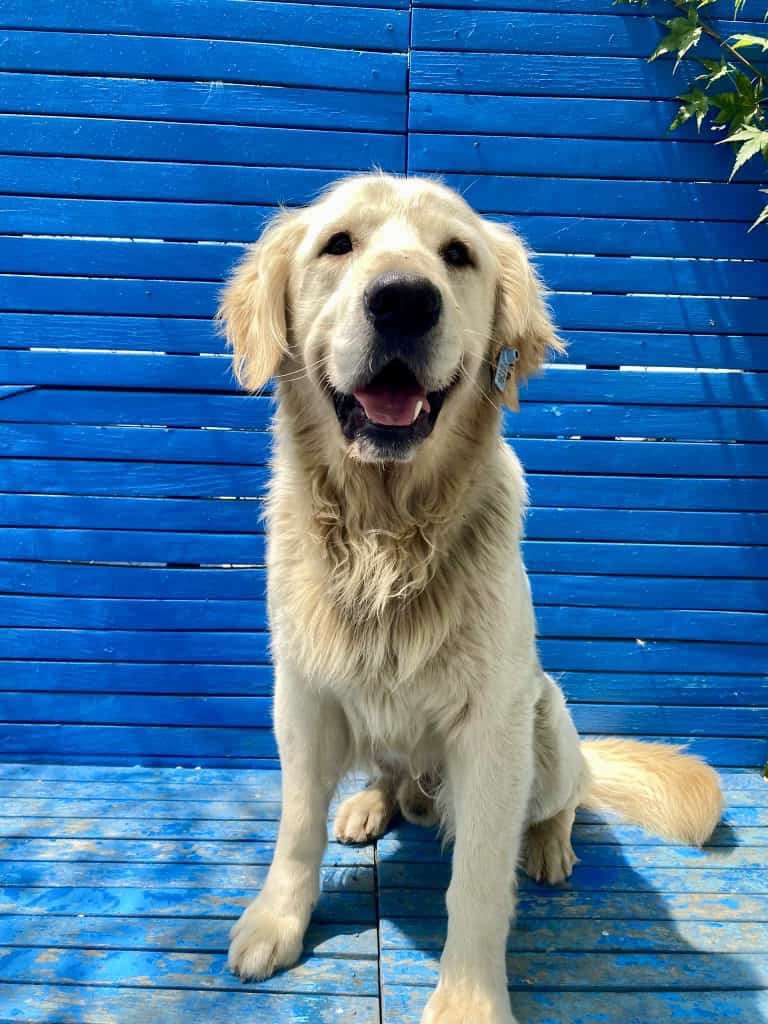 Cooper 