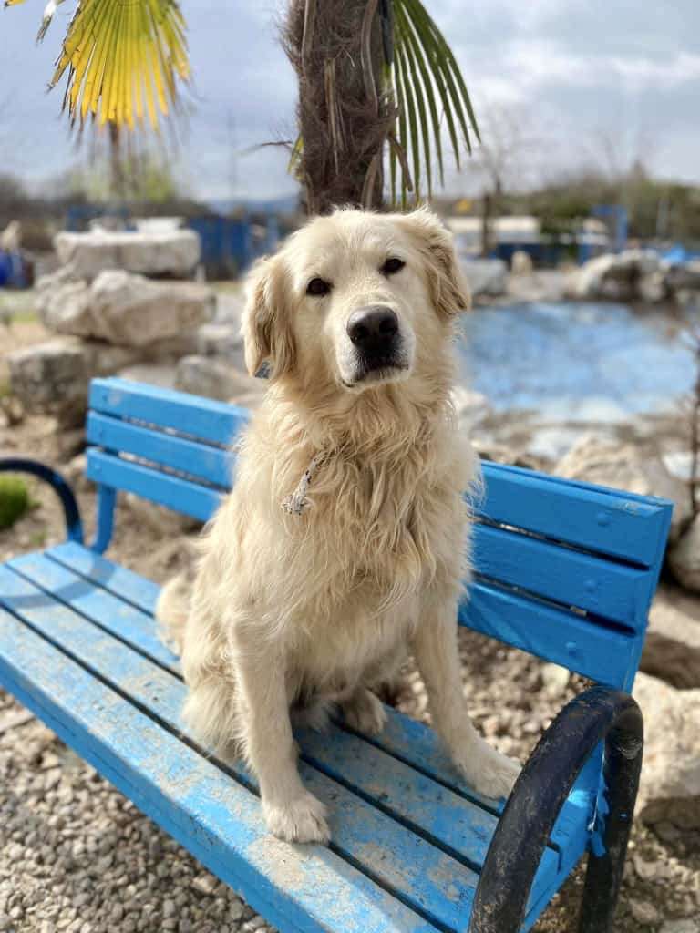 *ADOPTED* <br> Athens 