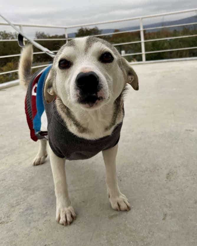 *ADOPTED* <br> Curtis 