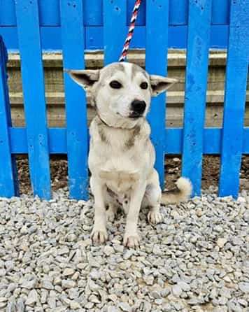 *ADOPTED* <br> Curtis 