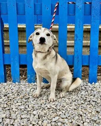 *ADOPTED* <br> Curtis 