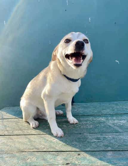 *ADOPTED* <br> Curtis 