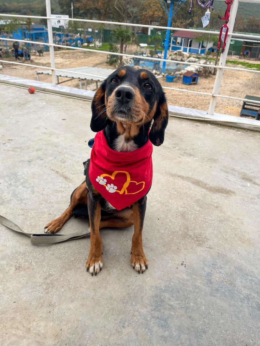 *ADOPTED* <br> Phoebe 