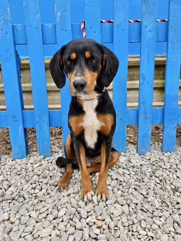 *ADOPTED* <br> Phoebe 