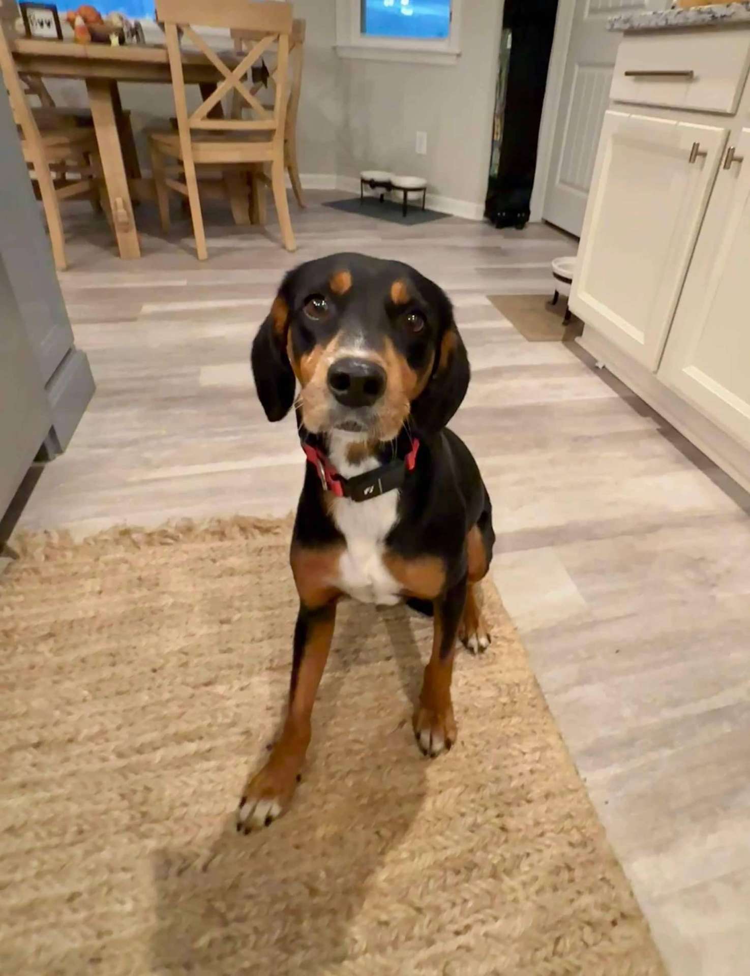 *ADOPTED* <br> Phoebe 