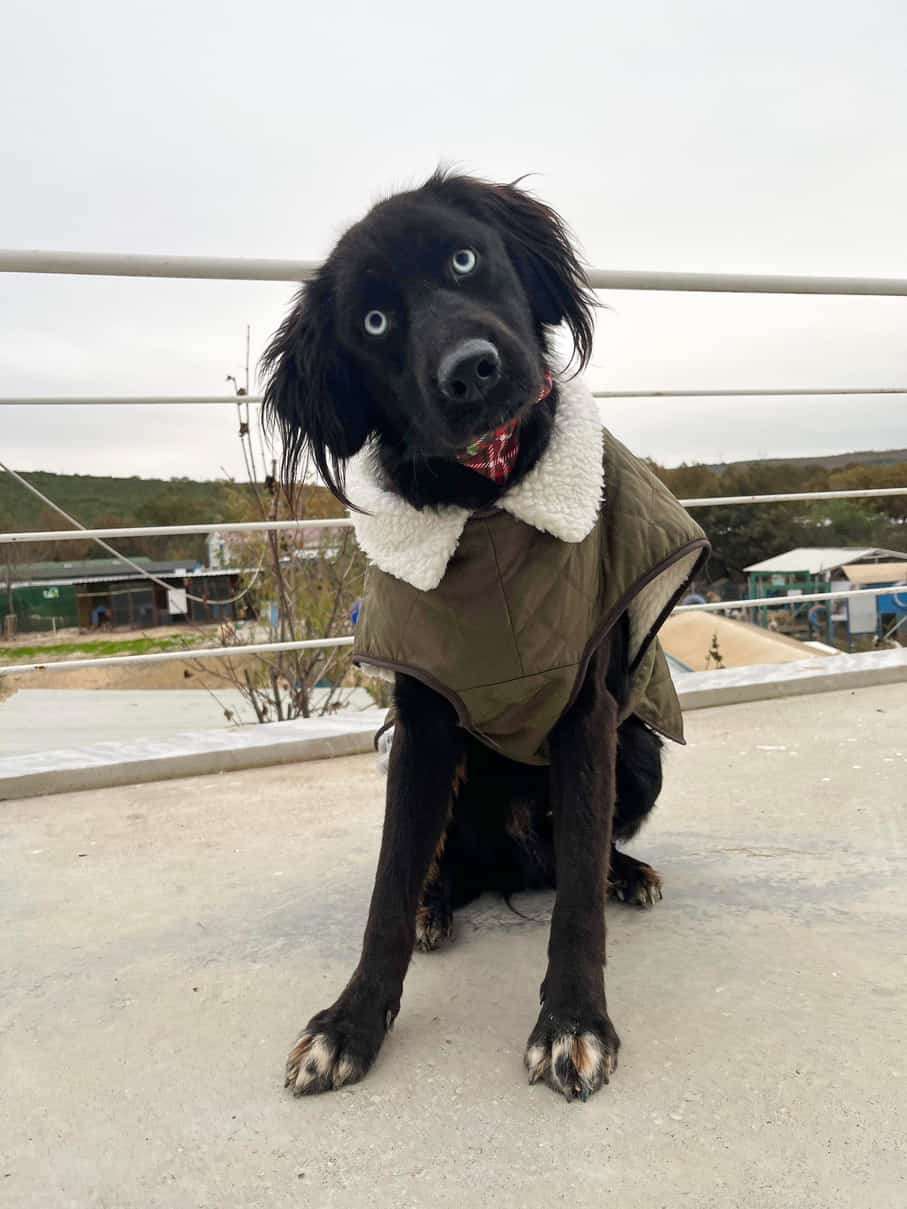 *ADOPTED* <br> India 
