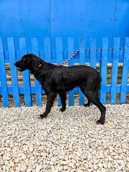 *ADOPTED* <br> India 