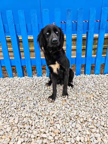 *ADOPTED* <br> India 
