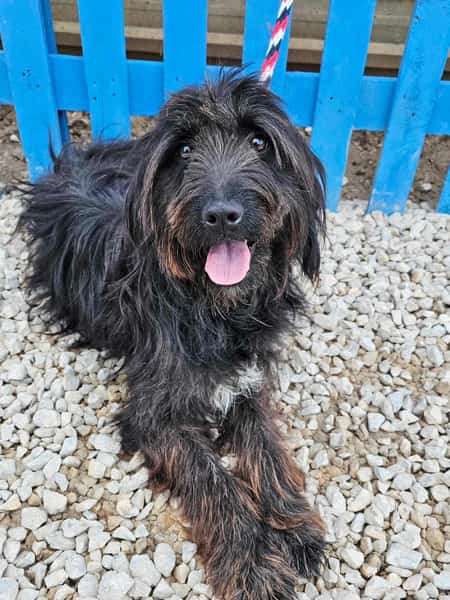 *ADOPTED* <br> Zeytin