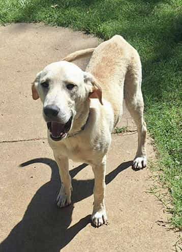 *ADOPTED* <br> Gumbo 