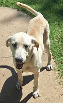 *ADOPTED* <br> Gumbo 