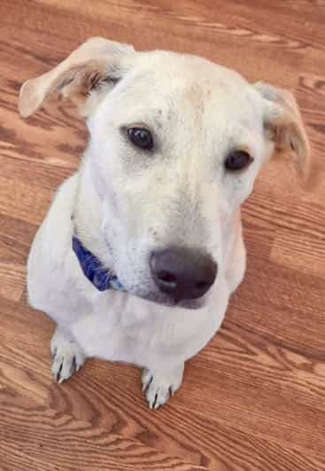 *ADOPTED* <br> Gumbo 