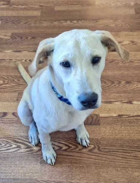 *ADOPTED* <br> Gumbo 