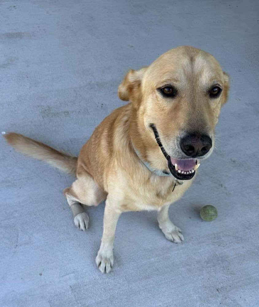 *ADOPTED* <br> Bourbon 